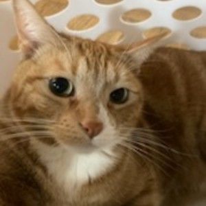 Meet your Posher, Noam